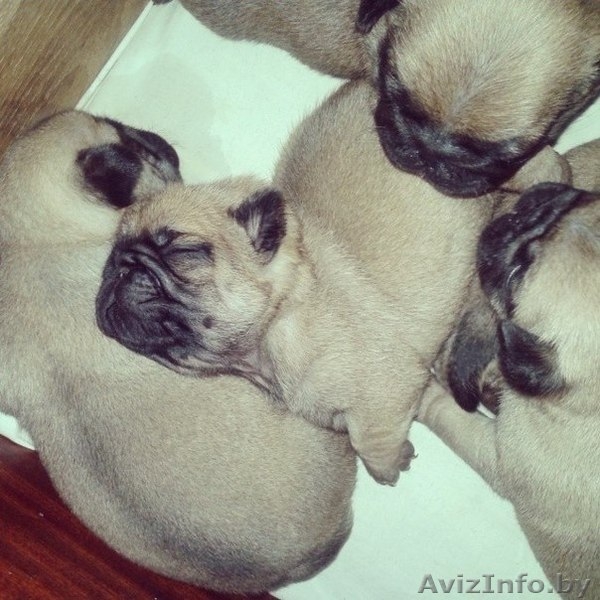 Готовятся к продаже щенки мопса - Изображение #3, Объявление #1098214