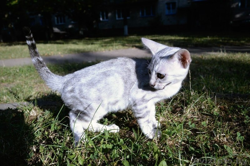 Бенгальские котята красивые - Изображение #1, Объявление #1142900