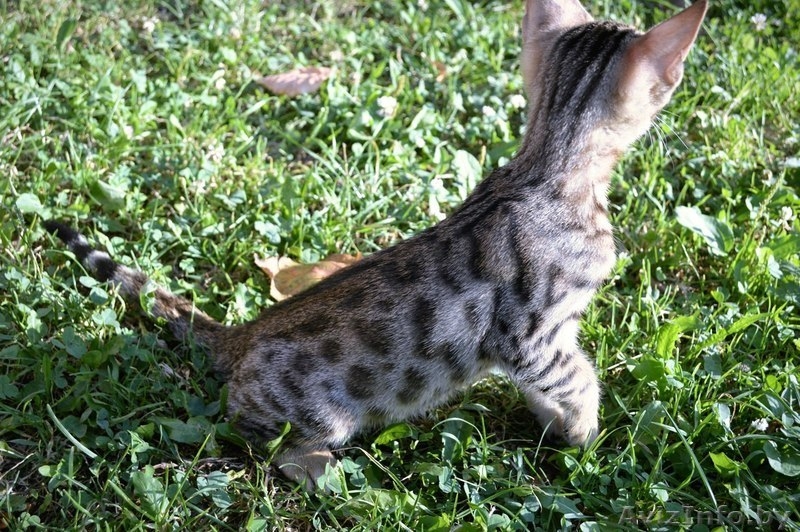 Бенгальские котята красивые - Изображение #3, Объявление #1142900