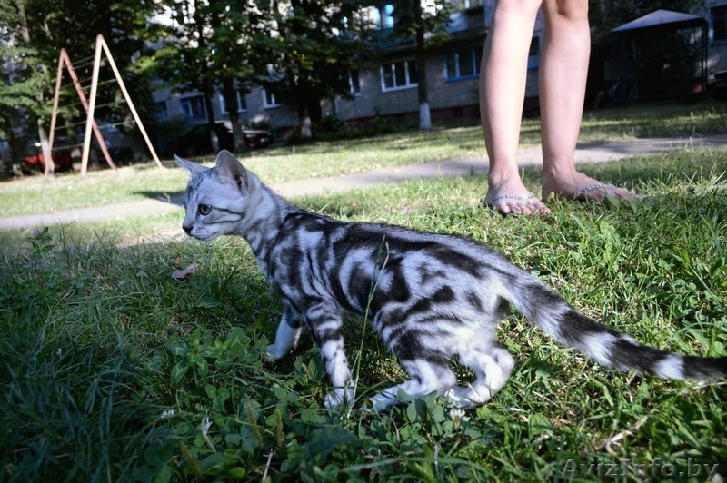 Бенгальские котята красивые - Изображение #2, Объявление #1142900