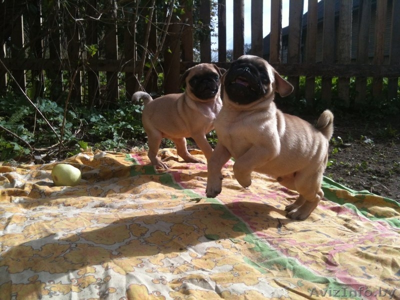  Продаются щенки мопса - Изображение #1, Объявление #1156987