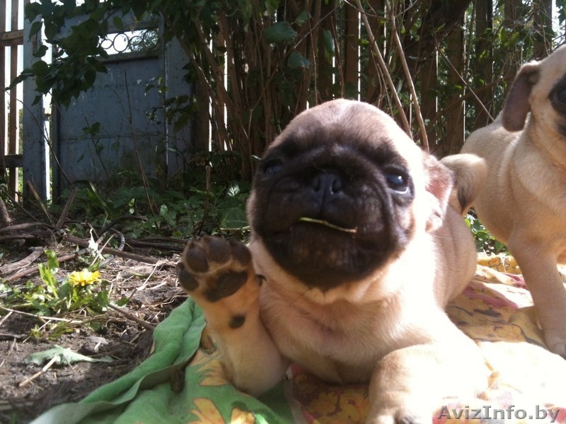  Продаются щенки мопса - Изображение #3, Объявление #1156987