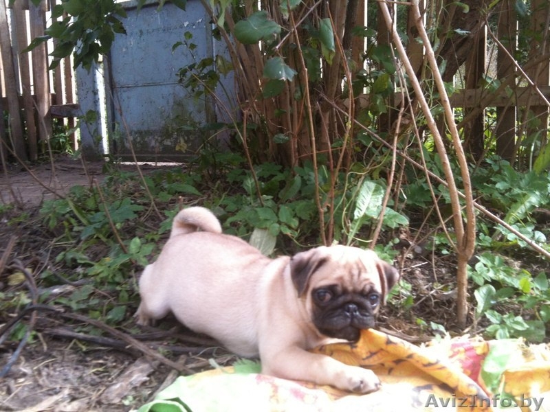  Продаются щенки мопса - Изображение #2, Объявление #1156987
