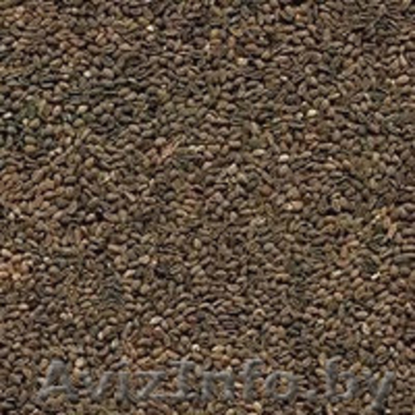 Семена фацелии урожай 2014года (500 кг) - Изображение #2, Объявление #1171922