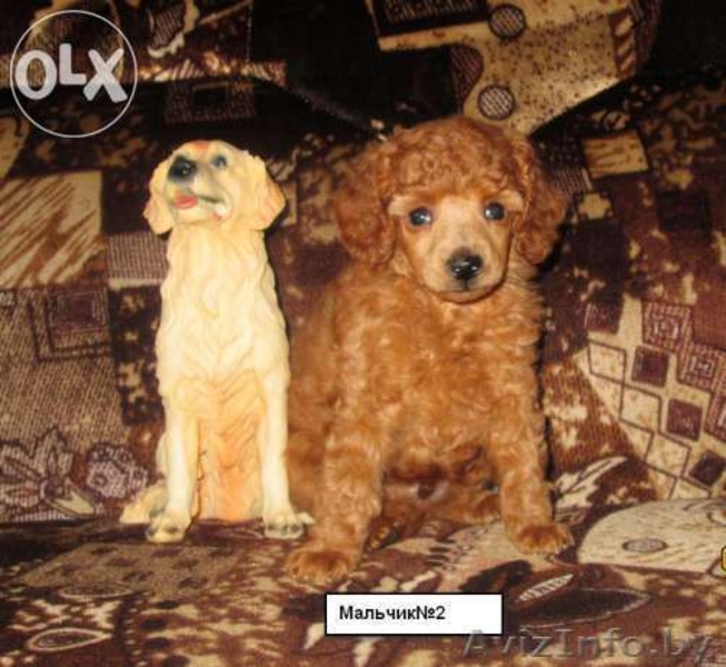 Щенки той-пуделя красного окраса - Изображение #2, Объявление #1179375