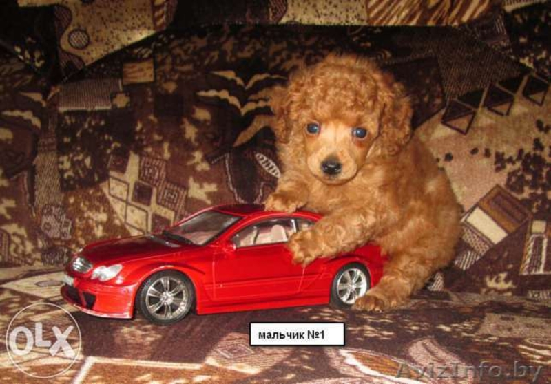Щенки той-пуделя красного окраса - Изображение #1, Объявление #1179375