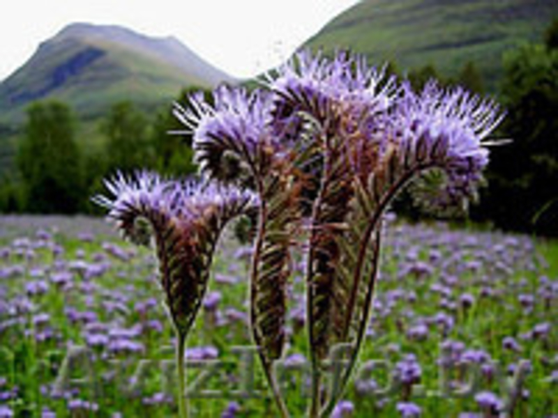 Семена фацелии урожай 2014года (500 кг) - Изображение #1, Объявление #1171922