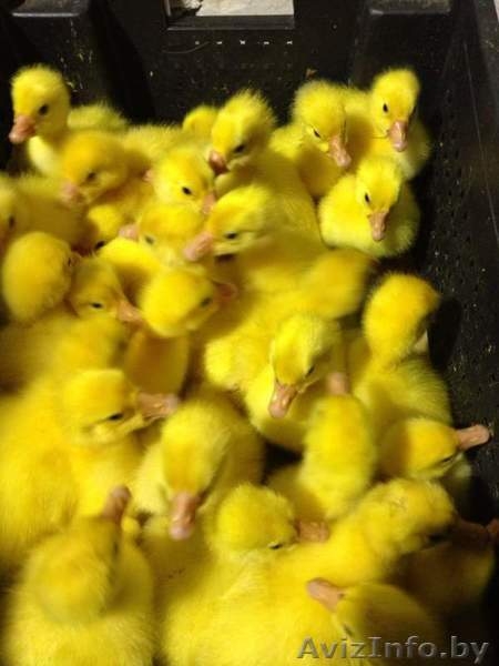 Гусята линдовской породы в Минске - Изображение #1, Объявление #1248037