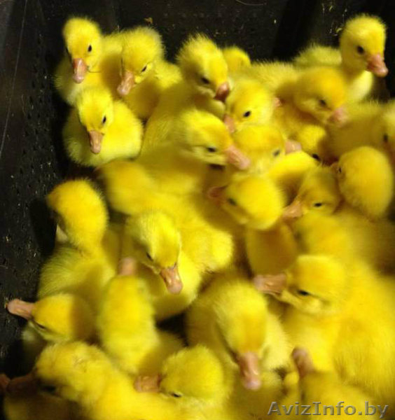 Гусята линдовской породы в Минске - Изображение #3, Объявление #1248037