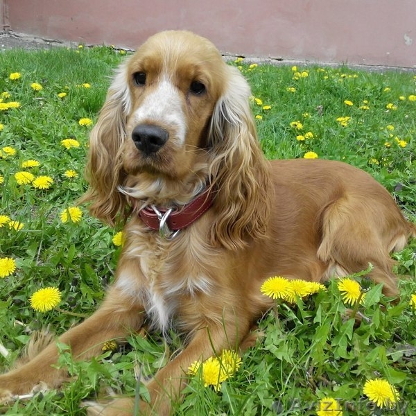 Замечательные щенки кокер спаниеля - Изображение #4, Объявление #1255631