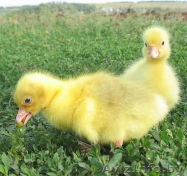 Гусята линдовской породы в Минске - Изображение #2, Объявление #1248037