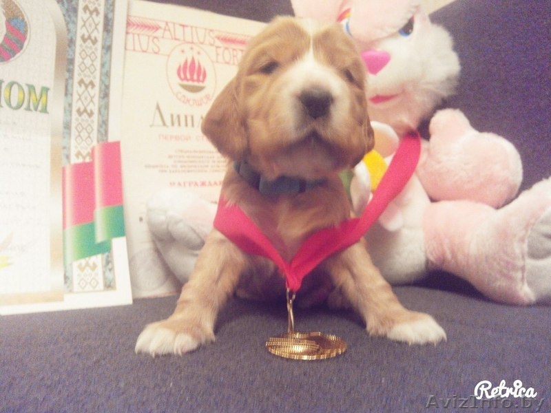 Замечательные щенки кокер спаниеля - Изображение #1, Объявление #1255631