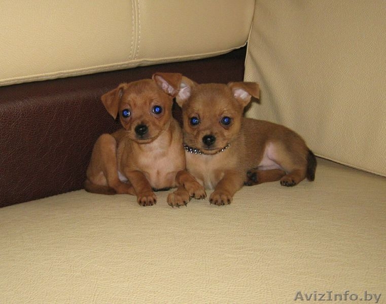 Той-терьер, породные щенки русского Тоя! - Изображение #6, Объявление #1263982