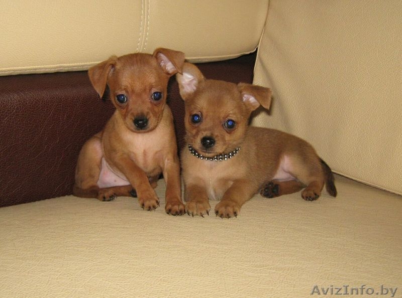 Той-терьер, породные щенки русского Тоя! - Изображение #7, Объявление #1263982