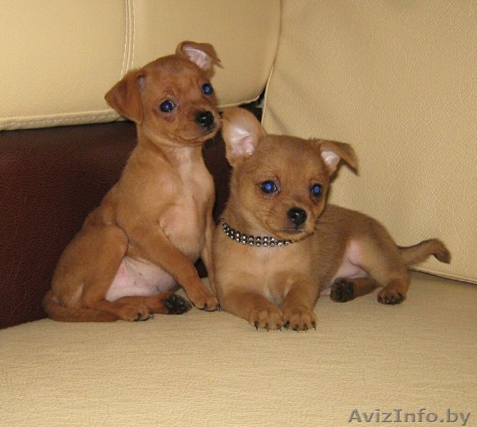 Той-терьер, породные щенки русского Тоя! - Изображение #8, Объявление #1263982