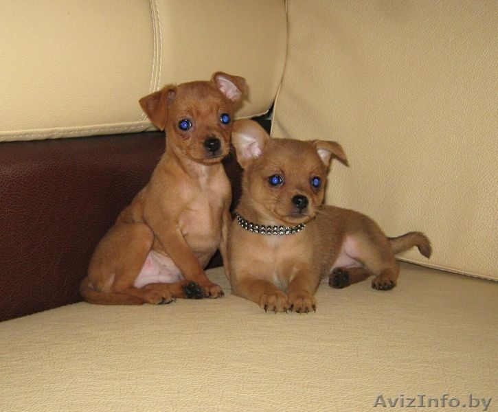 Той-терьер, породные щенки русского Тоя! - Изображение #9, Объявление #1263982