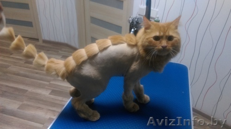 Стрижка собак и кошек(груминг) - Изображение #3, Объявление #1350895