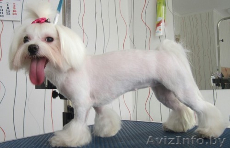 Стрижка собак и кошек(груминг) - Изображение #4, Объявление #1350895