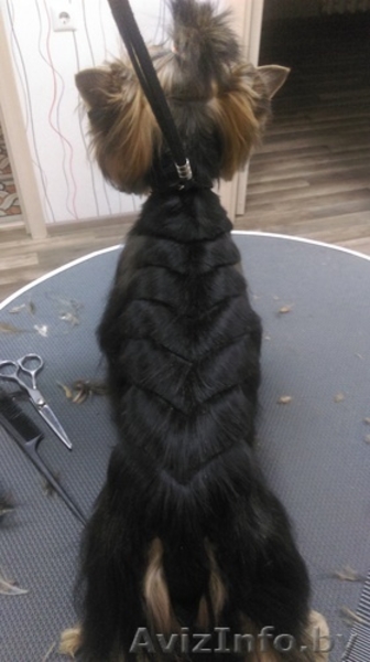 Стрижка собак и кошек(груминг) - Изображение #5, Объявление #1350895
