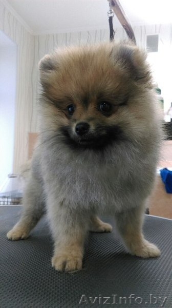 Стрижка собак и кошек(груминг) - Изображение #6, Объявление #1350895