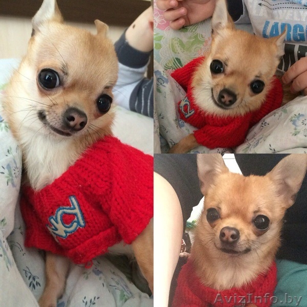 Потерялась собачка - Изображение #1, Объявление #1474457