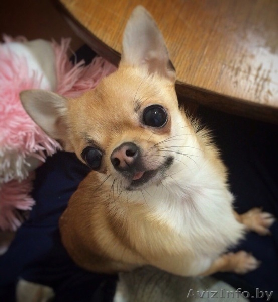 Потерялась собачка - Изображение #2, Объявление #1474457