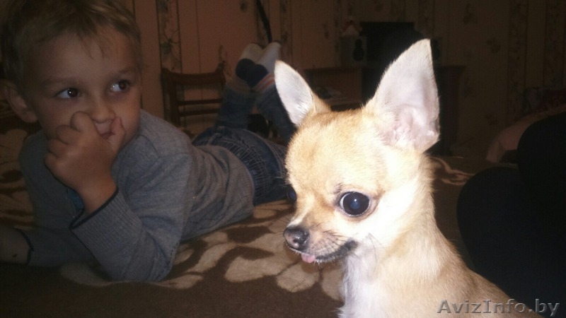 Потерялась собачка - Изображение #3, Объявление #1474457