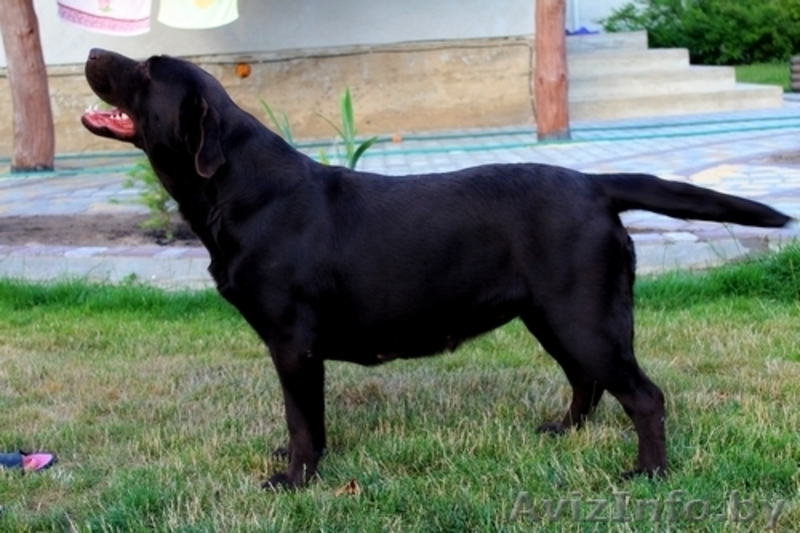  лабрадора ретривера - Изображение #1, Объявление #1401152