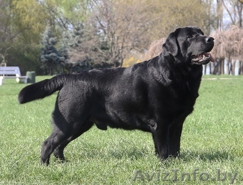  лабрадора ретривера - Изображение #2, Объявление #1401152