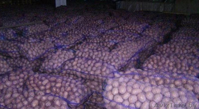 Картофель крупный. Продам. - Изображение #2, Объявление #1617737