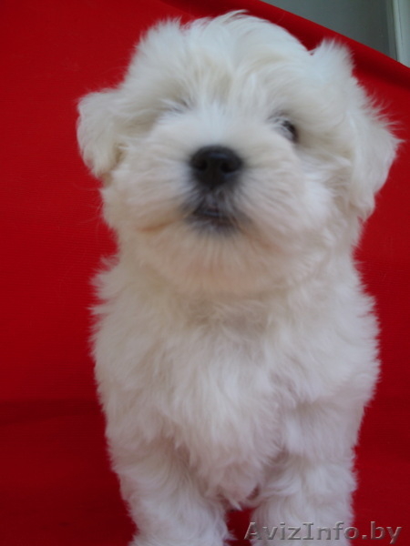 Котон-де-Тулеар (мадагаскарский бишон)мальчик 2 мес. - Изображение #1, Объявление #1620338
