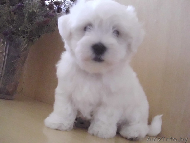 Котон-де-Тулеар (мадагаскарский бишон)мальчик 2 мес. - Изображение #2, Объявление #1620338