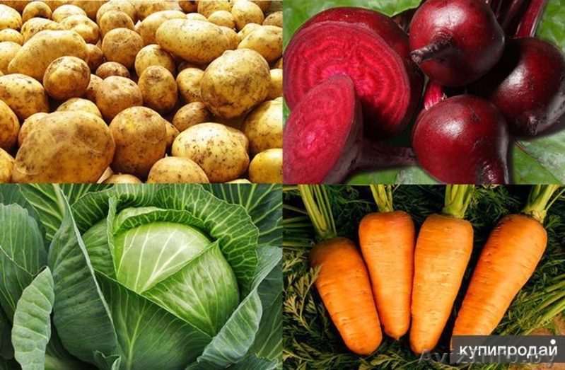 ОВОЩИ. подарок +10% БЕСПЛАТНО Доставка - Изображение #2, Объявление #1631942