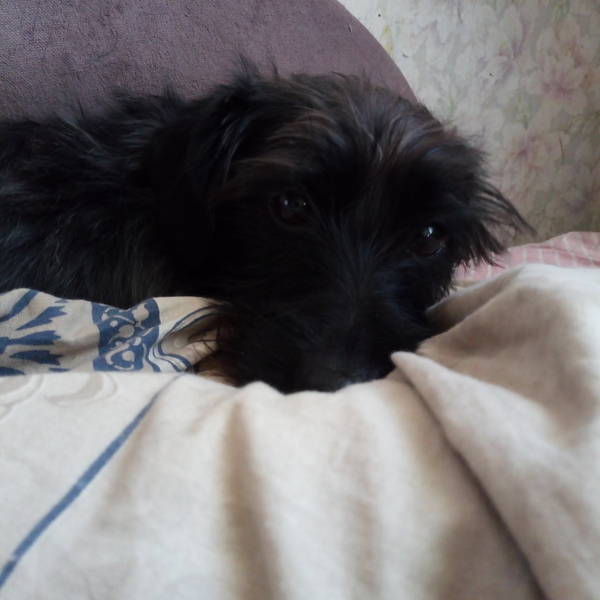 Щенки метисы домашние небольшие. - Изображение #5, Объявление #1700741