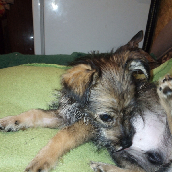 Щенки метисы домашние небольшие. - Изображение #2, Объявление #1700741